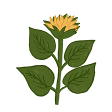 Blooming at 20%