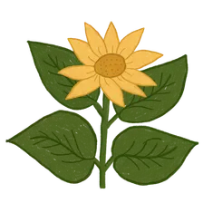 Blooming at 80%