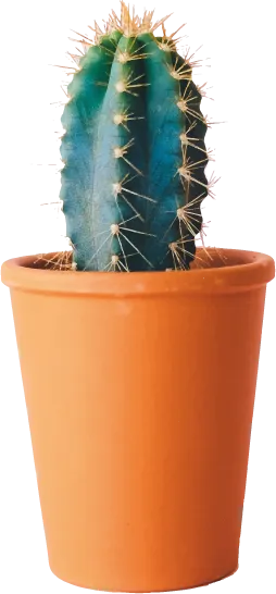 A blue candle cactus in a terracotta pot.