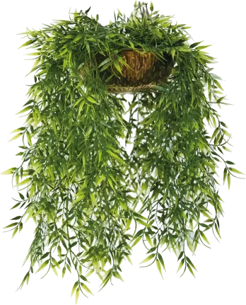 A hanging Boston fern with long green fronds.