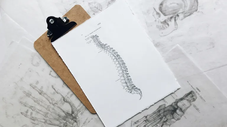 Drawings of body skeleton parts: vertebrae, hand, foot, and skull
