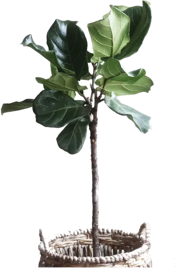 A fiddle-leaf fig with broad leaves.