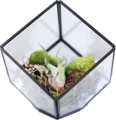 A geometric glass terrarium with a small succulent.