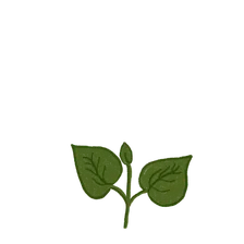 Growing at 20%