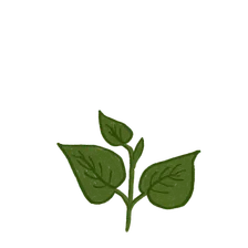 Growing at 40%