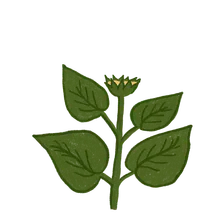 Growing at 80%