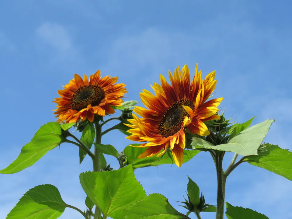 Two sunflowers in full bloom against the sky.