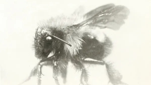 The worker bumble-bee, David Fairchild and Marian Fairchild, 1914