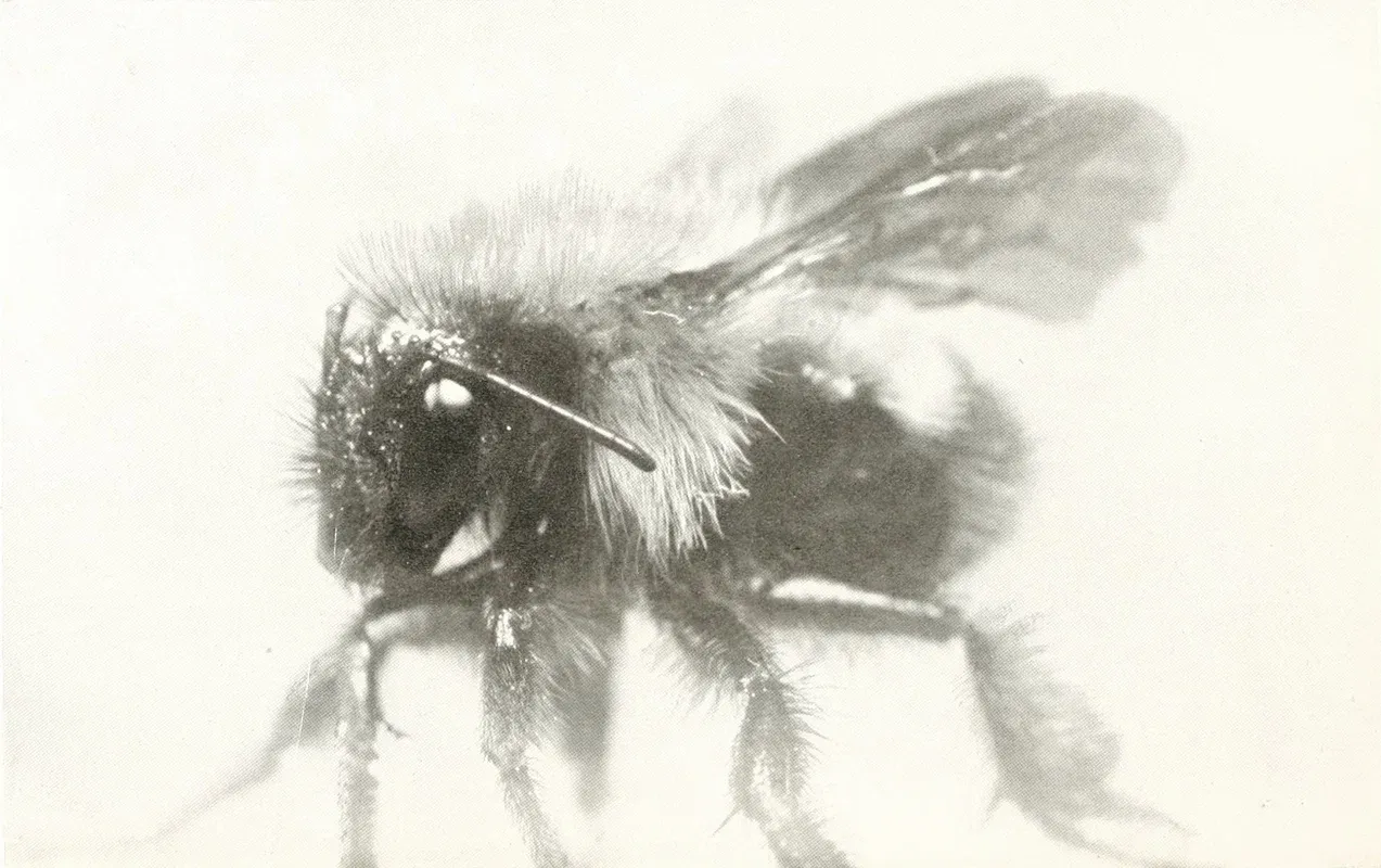 The worker bumble-bee, David Fairchild and Marian Fairchild, 1914