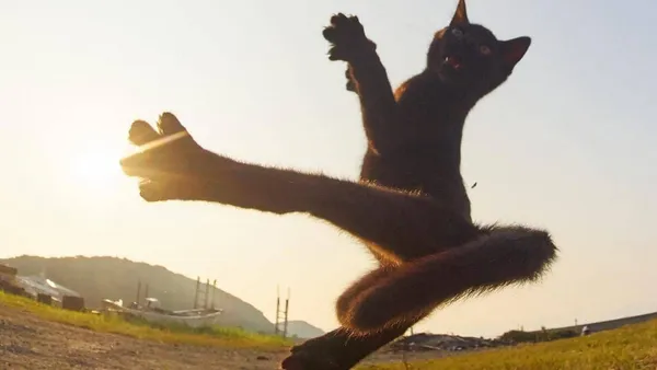 A black cat kicking in the air