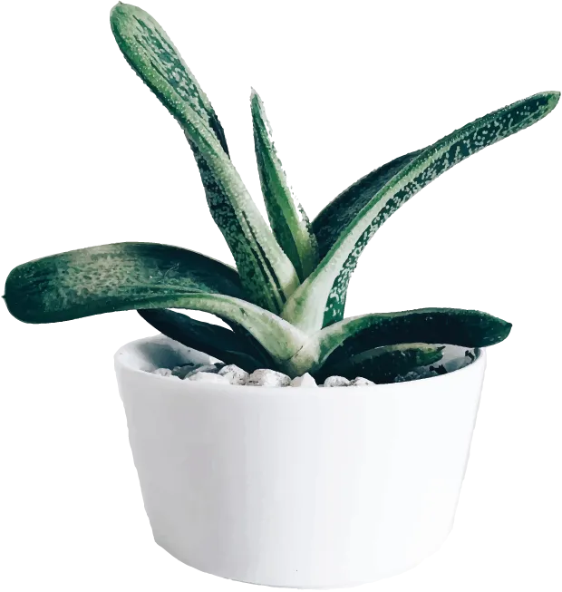 A little warty succulent in a white pot.