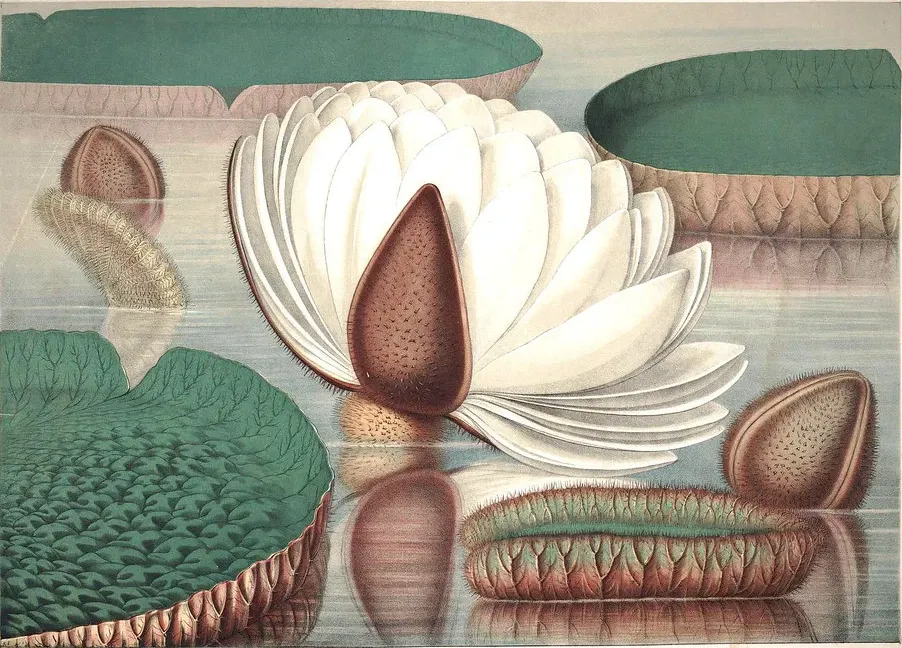 Opening flower, William Sharp, 1854