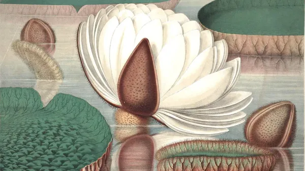 Opening flower, William Sharp, 1854