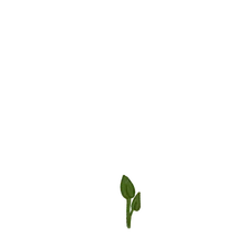 Sprouting at 60%