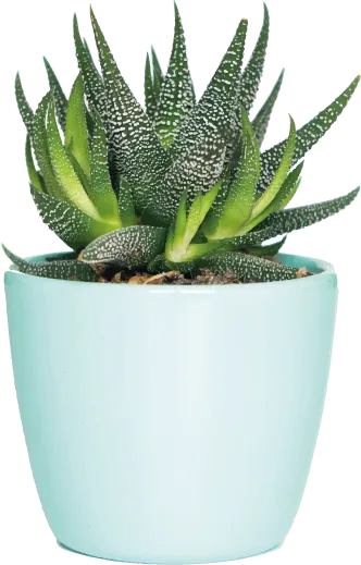 A zebra plant in a pale blue pot.